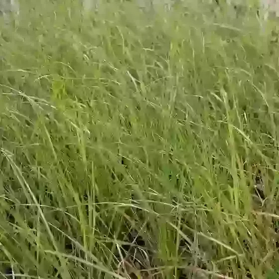 Stipa Arundinacea Pheasants Tail Grass New Zealand Wind Grass